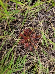 Drosera intermedia