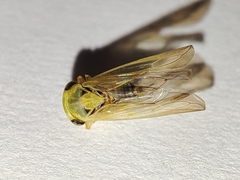 Populicerus