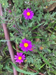 Senecio arenarius
