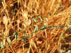 Convolvulus arvensis