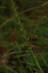 Platanthera unalascensis