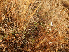 Convolvulus arvensis