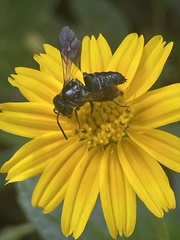 Coelioxys dolichos
