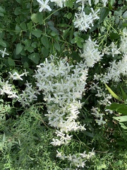 Clematis terniflora