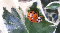 Harmonia axyridis