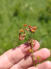 Euphorbia microcarpa