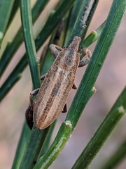 Lixoglyptus spartii