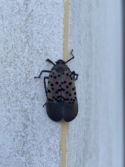 Lycorma delicatula