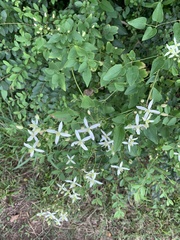 Clematis terniflora