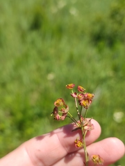 Euphorbia microcarpa