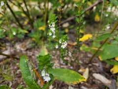 Euphrasia stricta