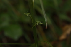 Platanthera unalascensis