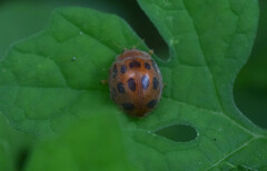 Epilachna tredecimnotata