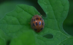 Epilachna tredecimnotata