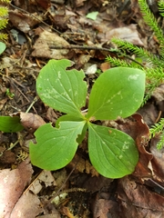 Cornus canadensis