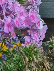 Macroglossum stellatarum