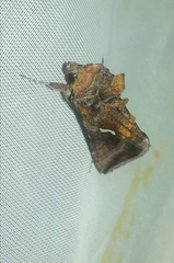 Autographa precationis