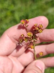 Euphorbia microcarpa