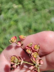 Euphorbia microcarpa