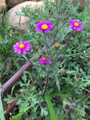 Senecio arenarius
