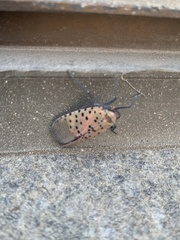 Lycorma delicatula