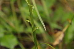 Platanthera unalascensis