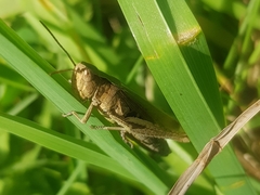 Chorthippus dorsatus