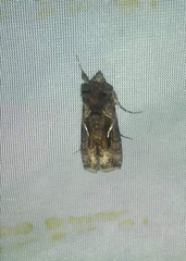 Autographa precationis