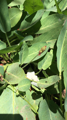 Anemopsis californica