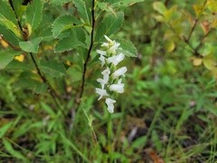 Spiranthes incurva