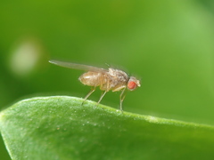 Acalyptratae