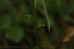 Platanthera unalascensis