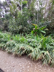 Hedychium coronarium