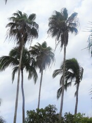 Washingtonia robusta