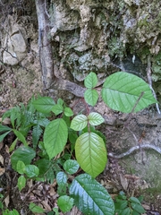 Rubus wallichianus