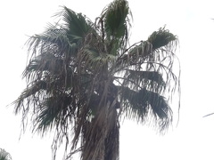 Washingtonia robusta