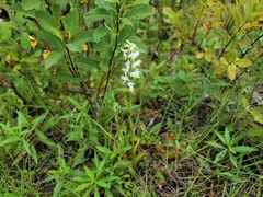 Spiranthes incurva