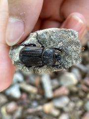 Hemiphileurus illatus