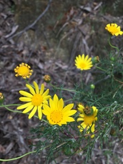 Euryops abrotanifolius