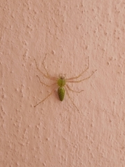 Peucetia viridans