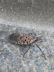 Lycorma delicatula