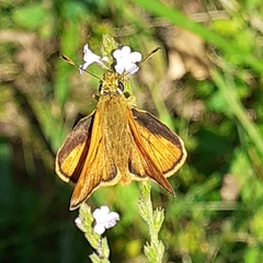 Ochlodes sylvanus