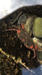 Carcinus maenas