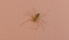 Peucetia viridans