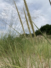 Ammophila breviligulata