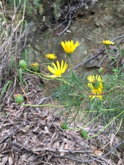 Euryops abrotanifolius