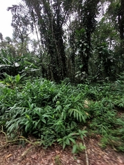 Hedychium coronarium