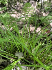 Carex pedunculata