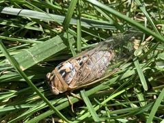 Megatibicen dealbatus
