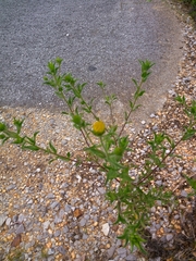 Grindelia lanceolata